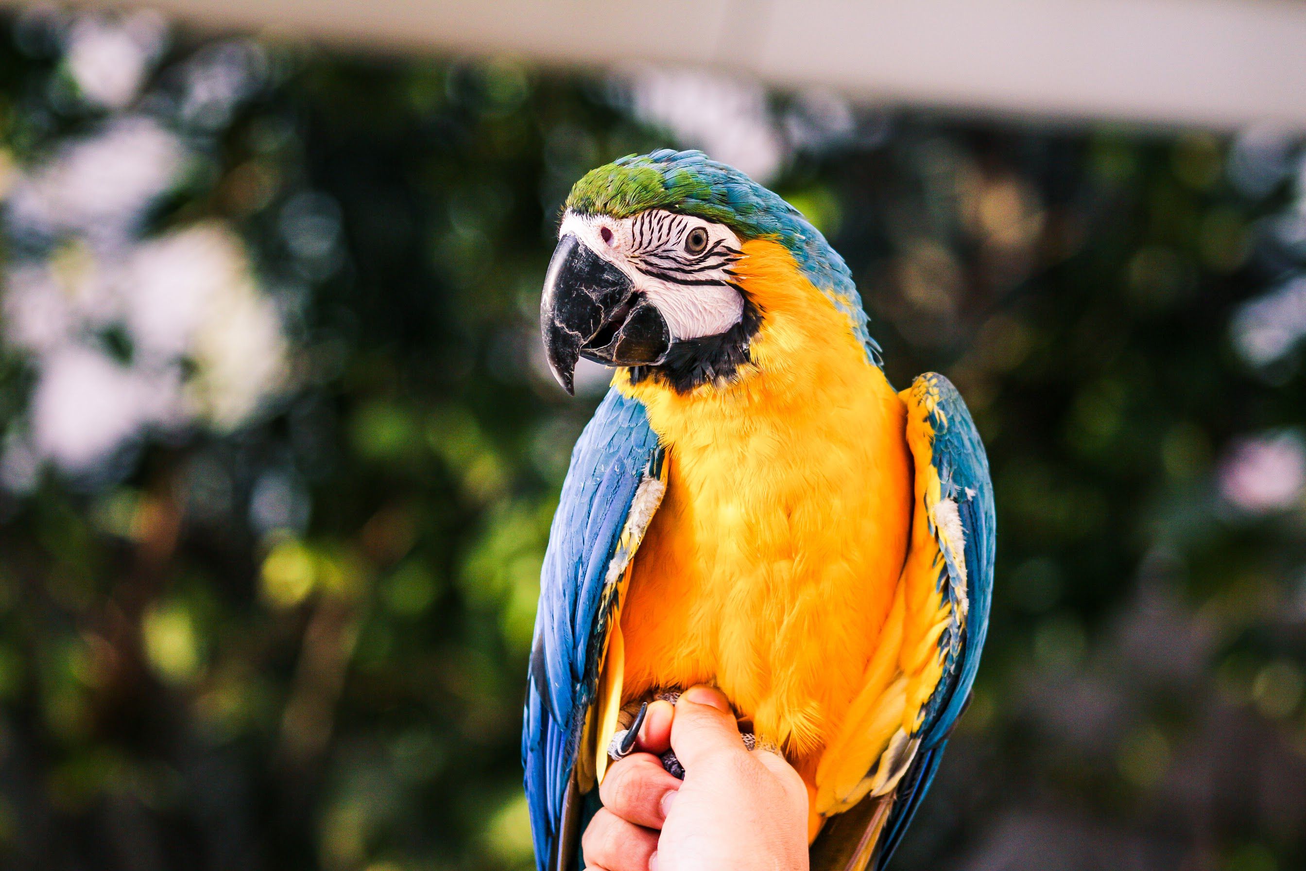 Does a Parrot Make a Good Family Pet?