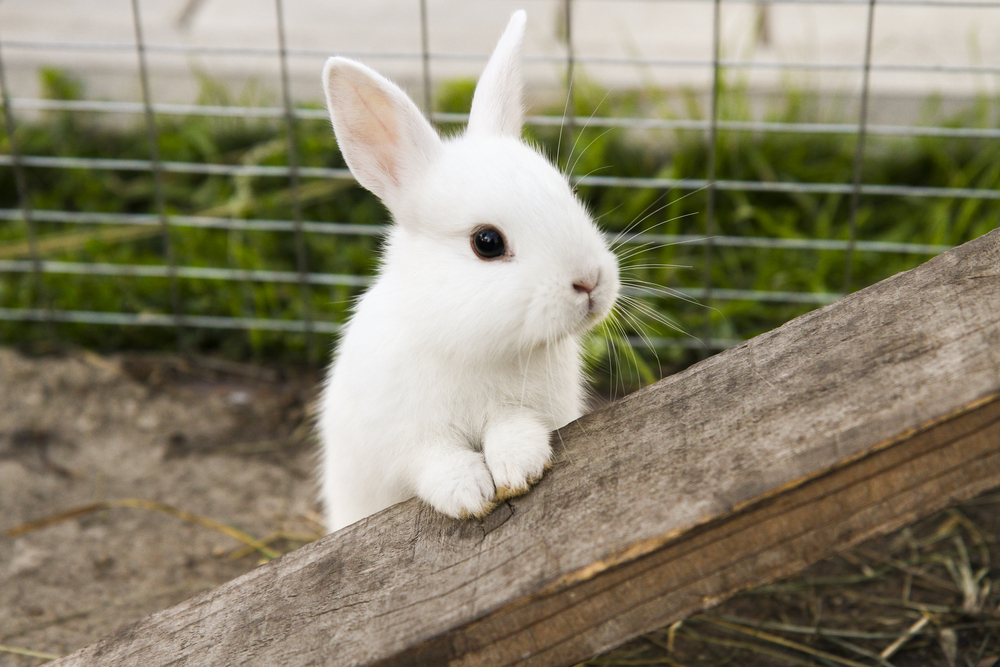 Does a Rabbit Make a Good Family Pet?