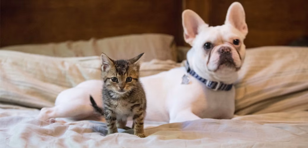 How to Become a Foster Caretaker for Animals